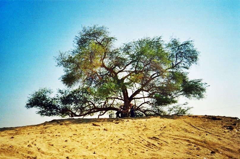 Árbol de la vida (Baréin) - Wikipedia, la enciclopedia libre